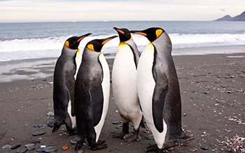 team_pinguins.jpg